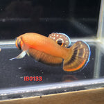 Macrostoma Male (IB133)