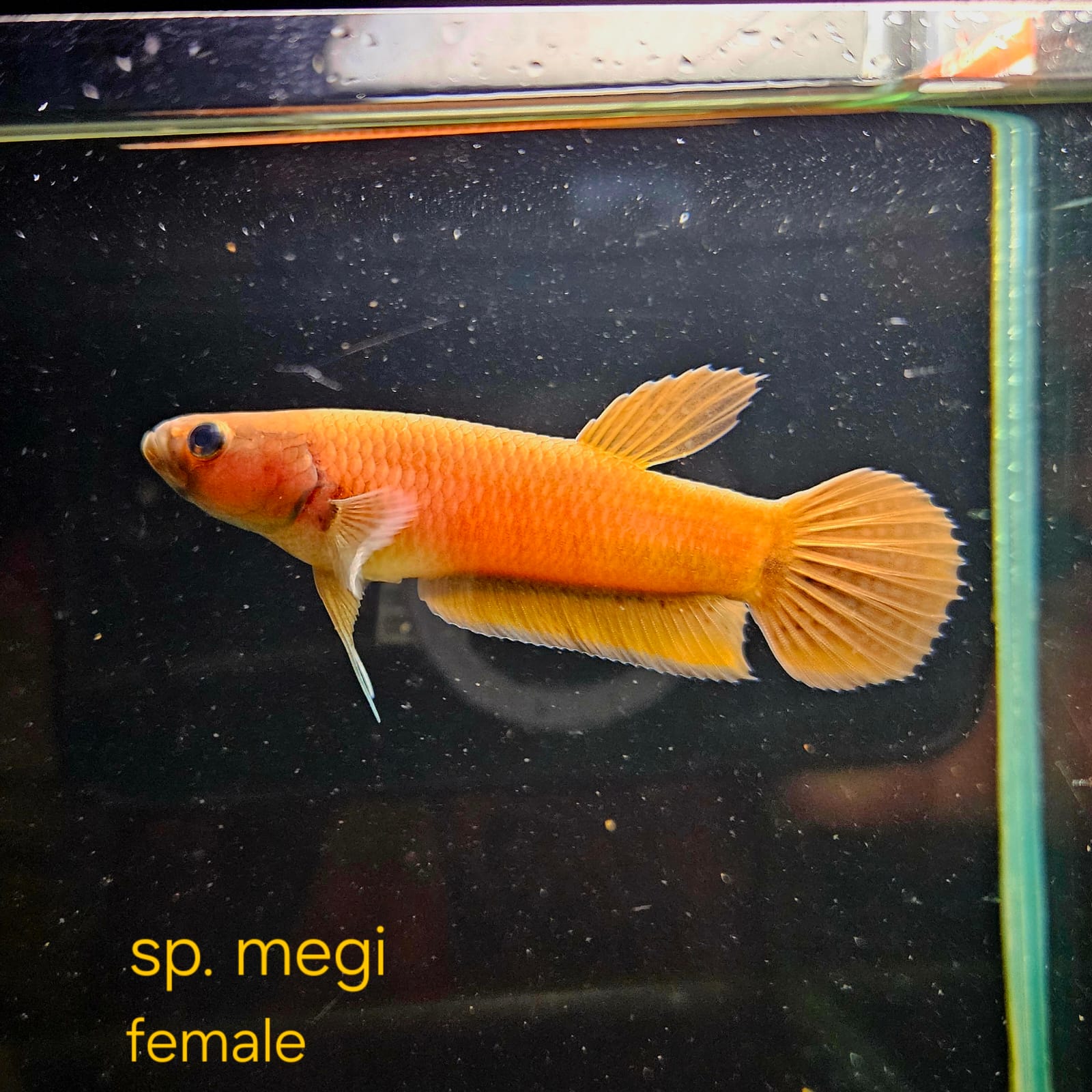 Betta cf. Compuncta #101 (Pair)