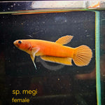 Betta cf. Compuncta #101 (Pair)