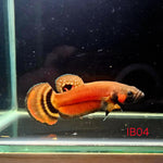 Betta Macrostoma #04 (Male)