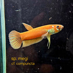 Betta cf. Compuncta #101 (Pair)