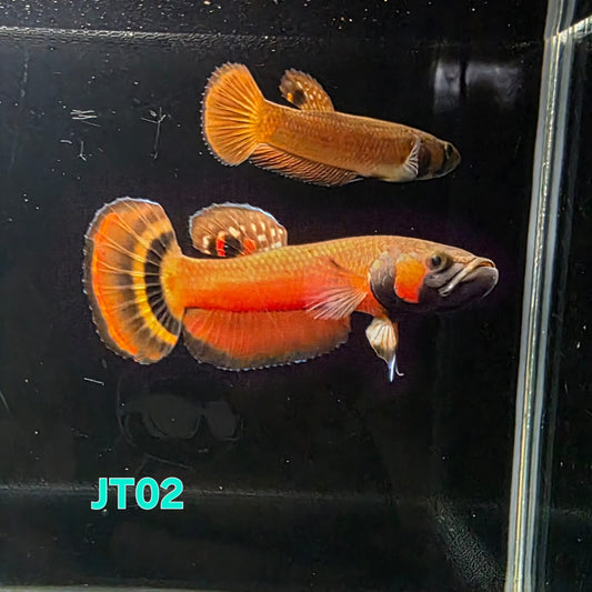 Macrostoma Male (IB02JT) - SUPER RED