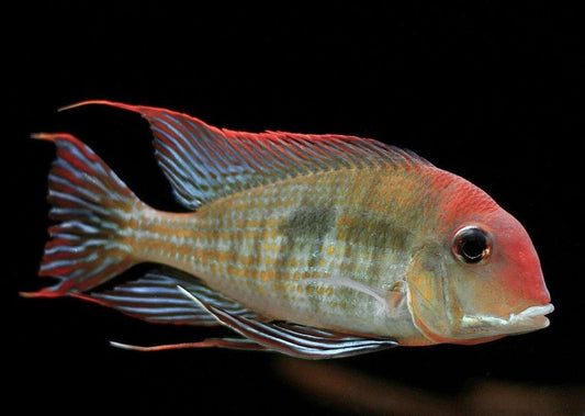 Geophagus sp. "Red Head Tapajos"