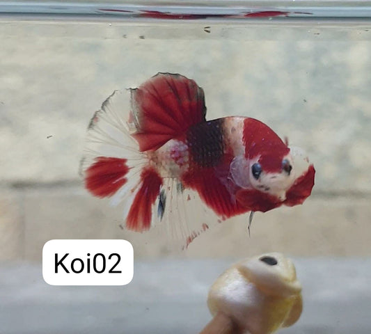 HMPK Koi #KOI02