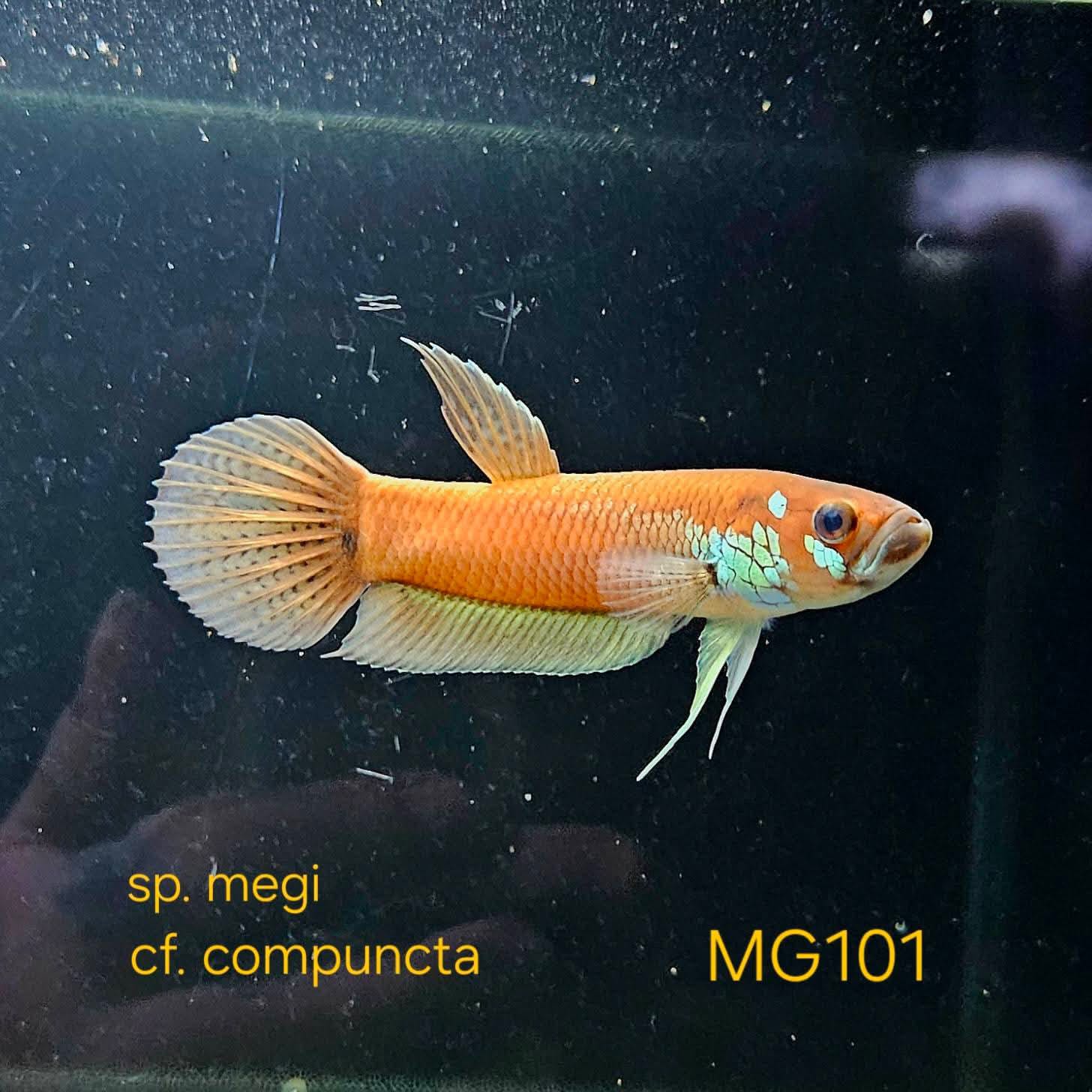 Betta cf. Compuncta #101 (Pair)
