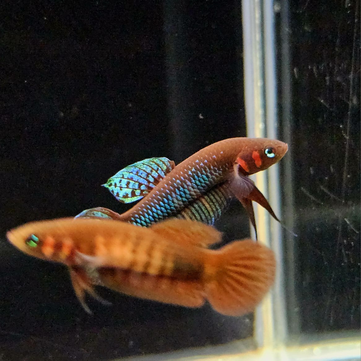 Betta Hendra