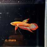 Betta Coccina #101 (Pair)