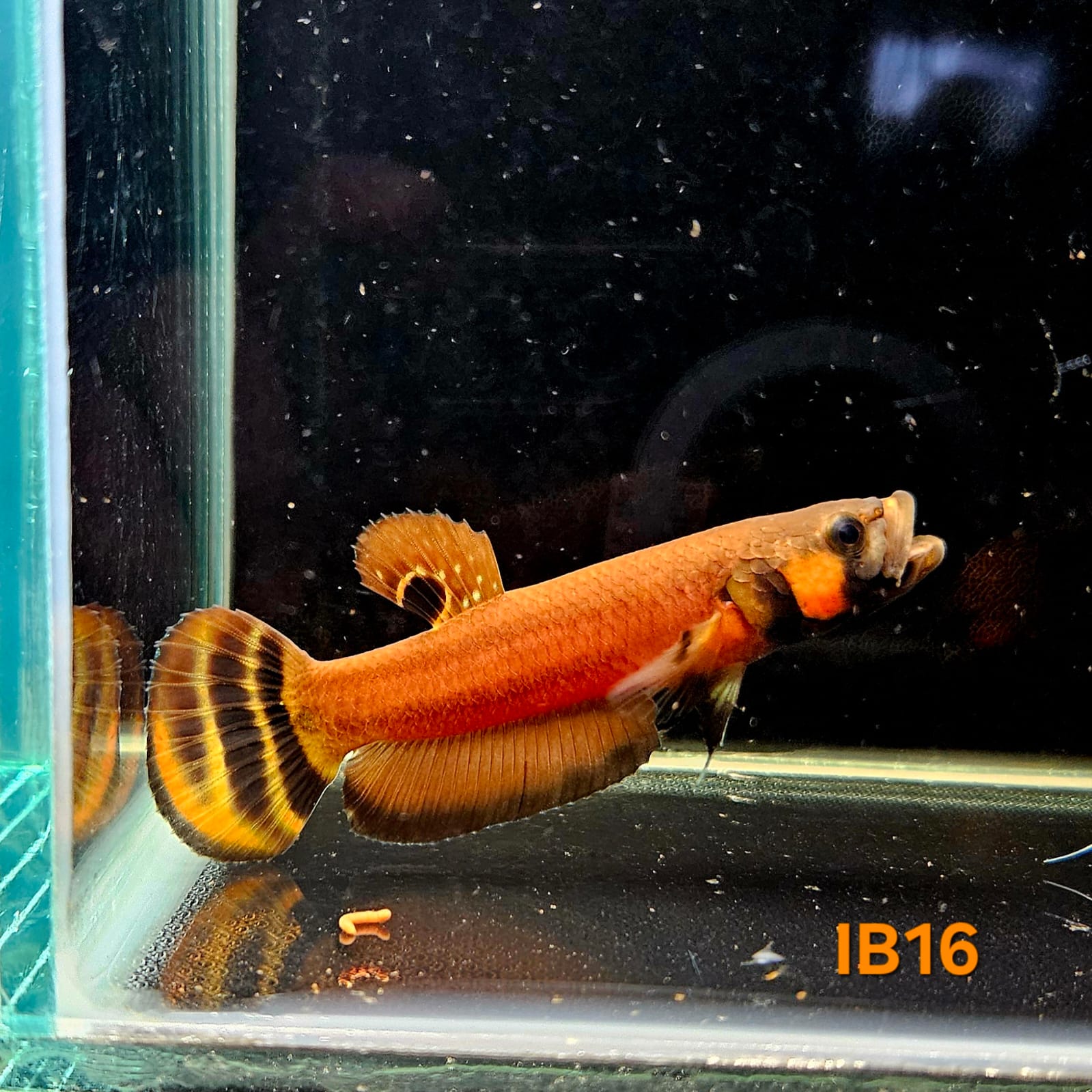 Betta Macrostoma #16 (Male)