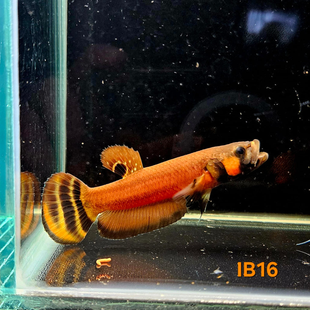 Betta Macrostoma #16 (Male)