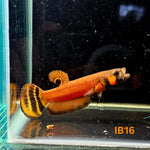 Betta Macrostoma #16 (Male)