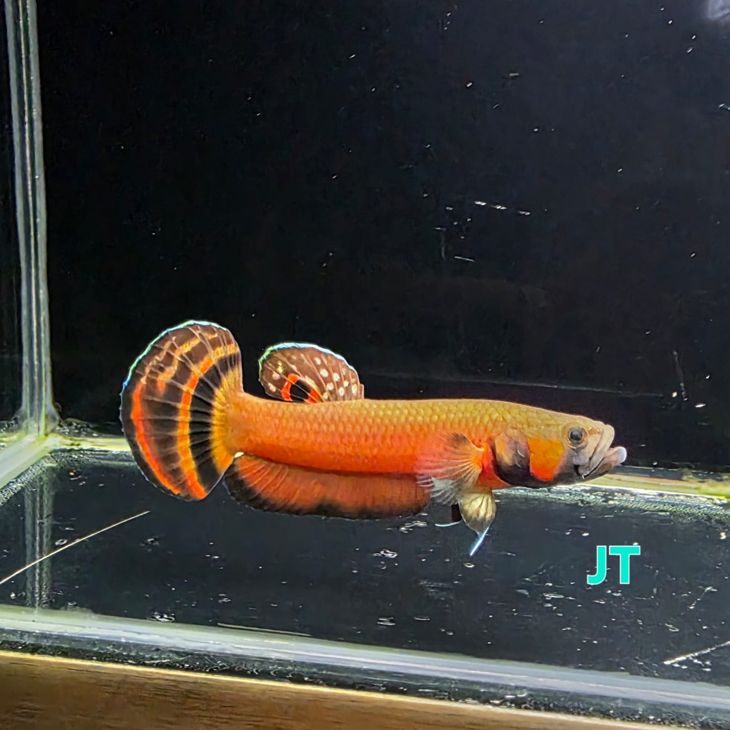 Macrostoma Male (IB01JT) - SUPER RED