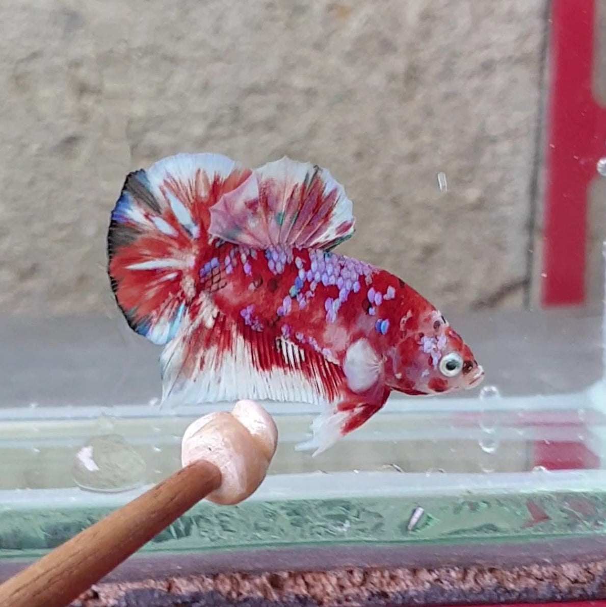 HMPK Barongsai #BRG01