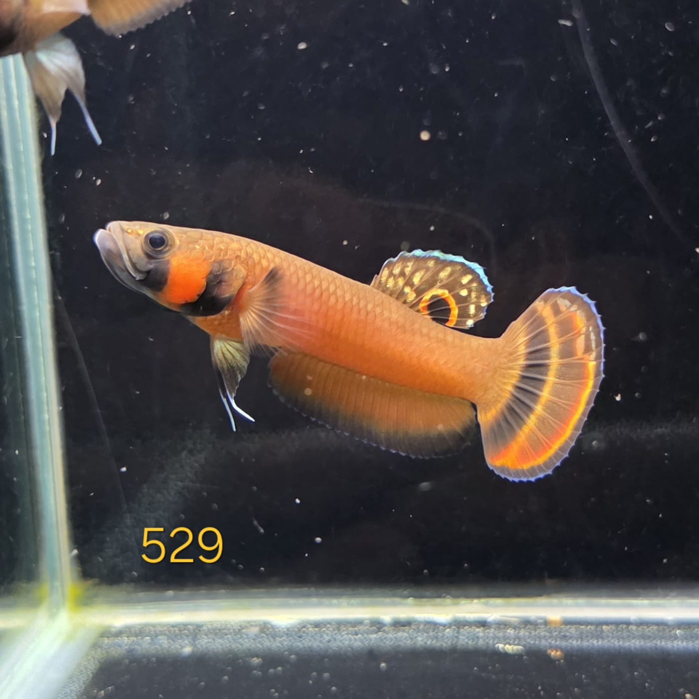 Macrostoma Male (IB529)