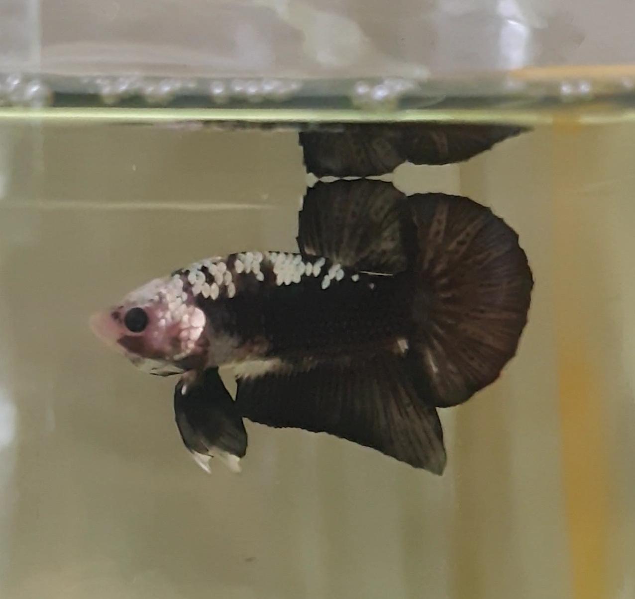 HMPK Black Samurai Monkey #BS03