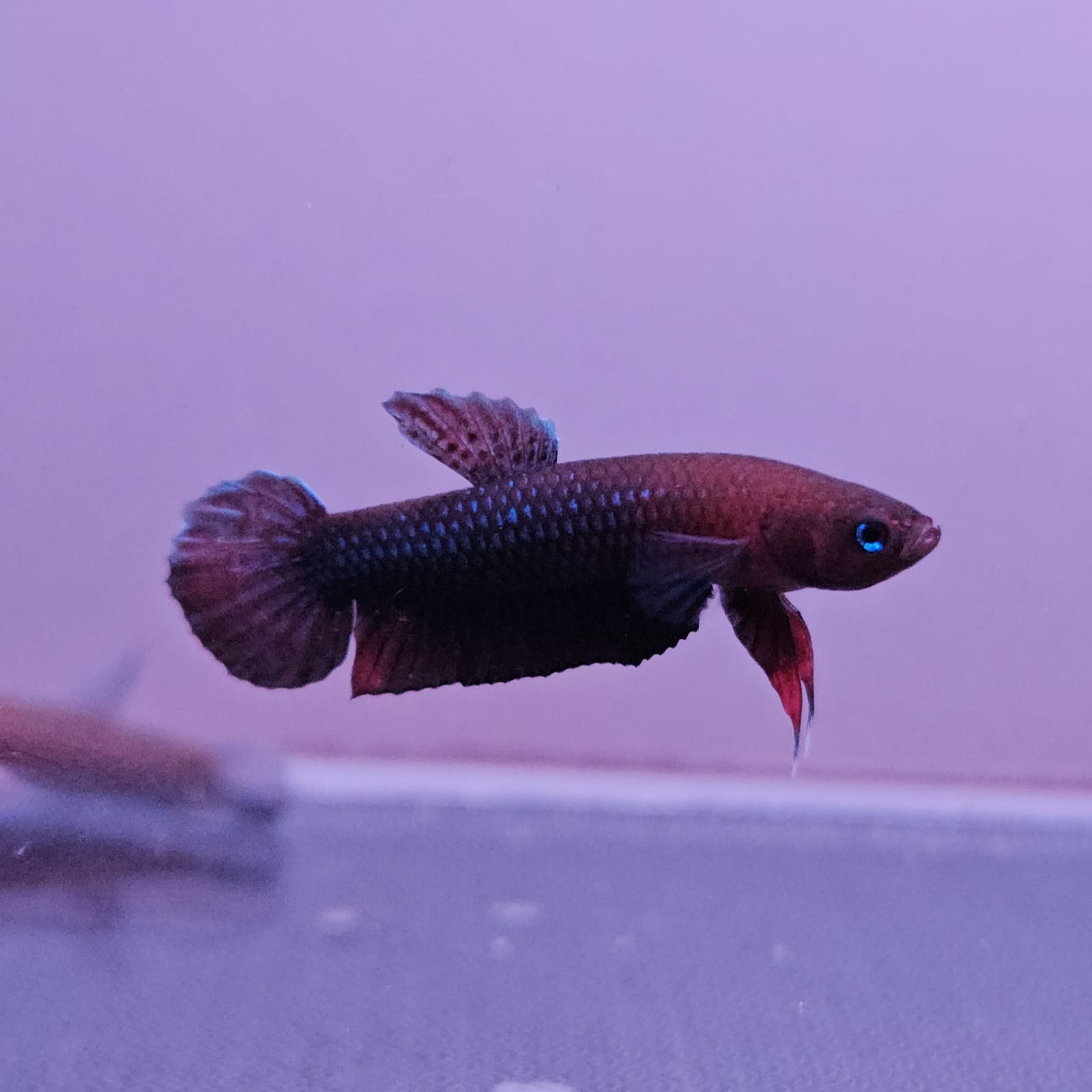 Betta cf. Persephone