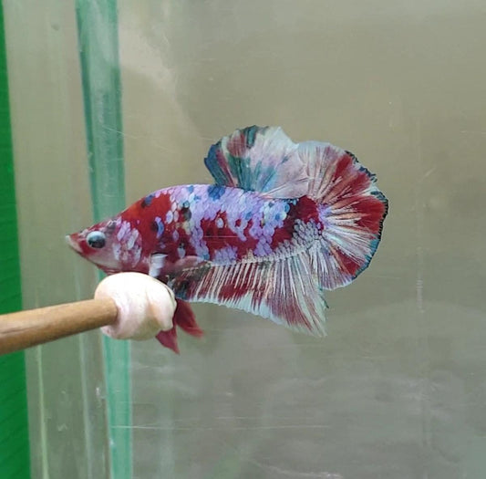 HMPK Barongsai #BRG06