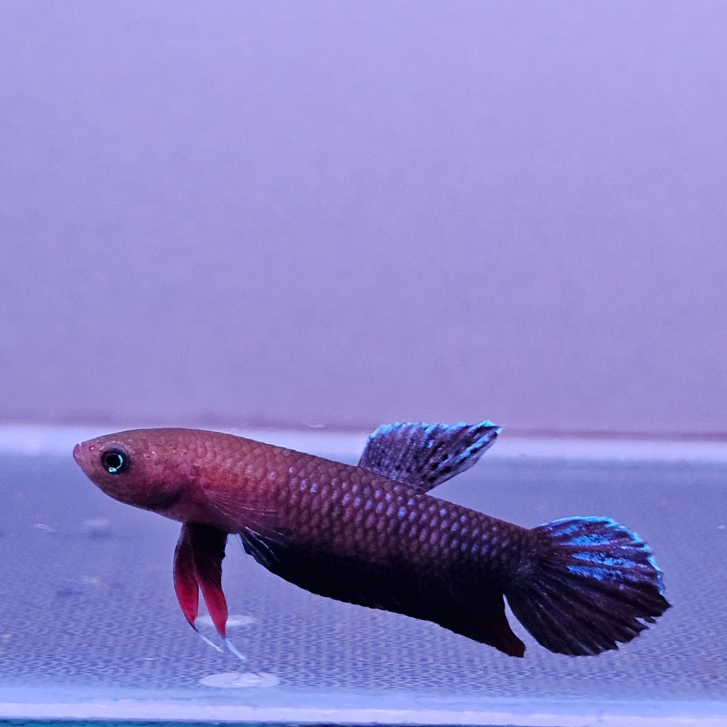 Betta cf. Persephone