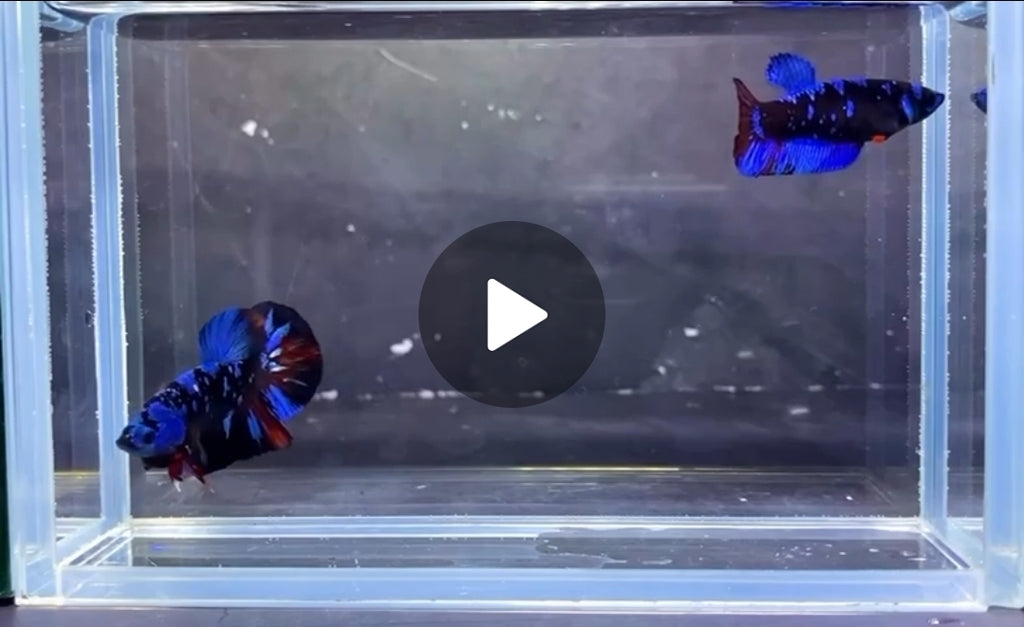 HMPK Avatar Gordon Pair