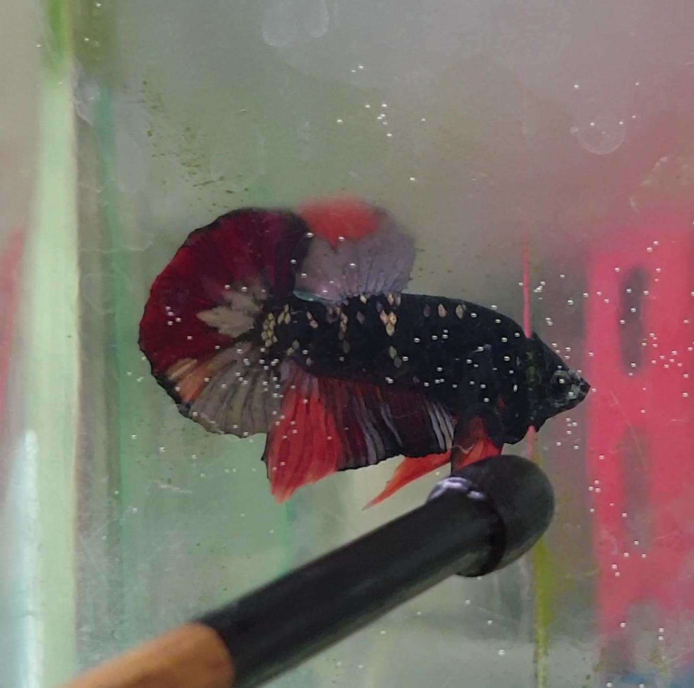 HMPK Avatar Nemo #AV02