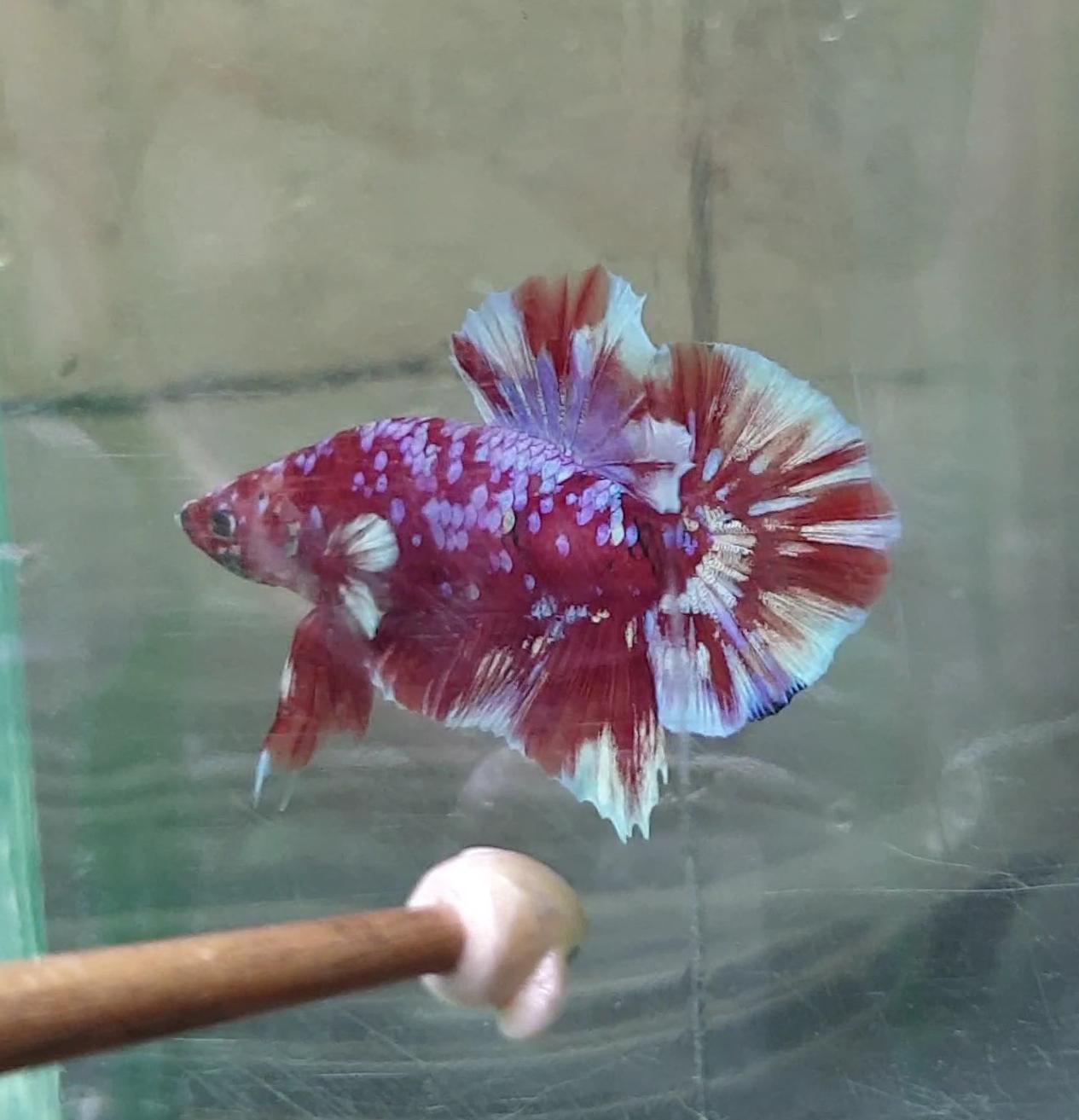 HMPK Barongsai #BRG08