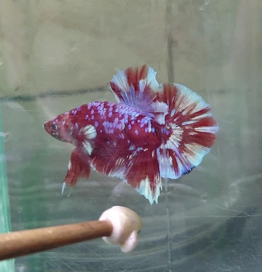 HMPK Barongsai #BRG08