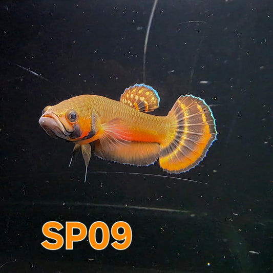 Macrostoma Male (IB109) - Spade Tail