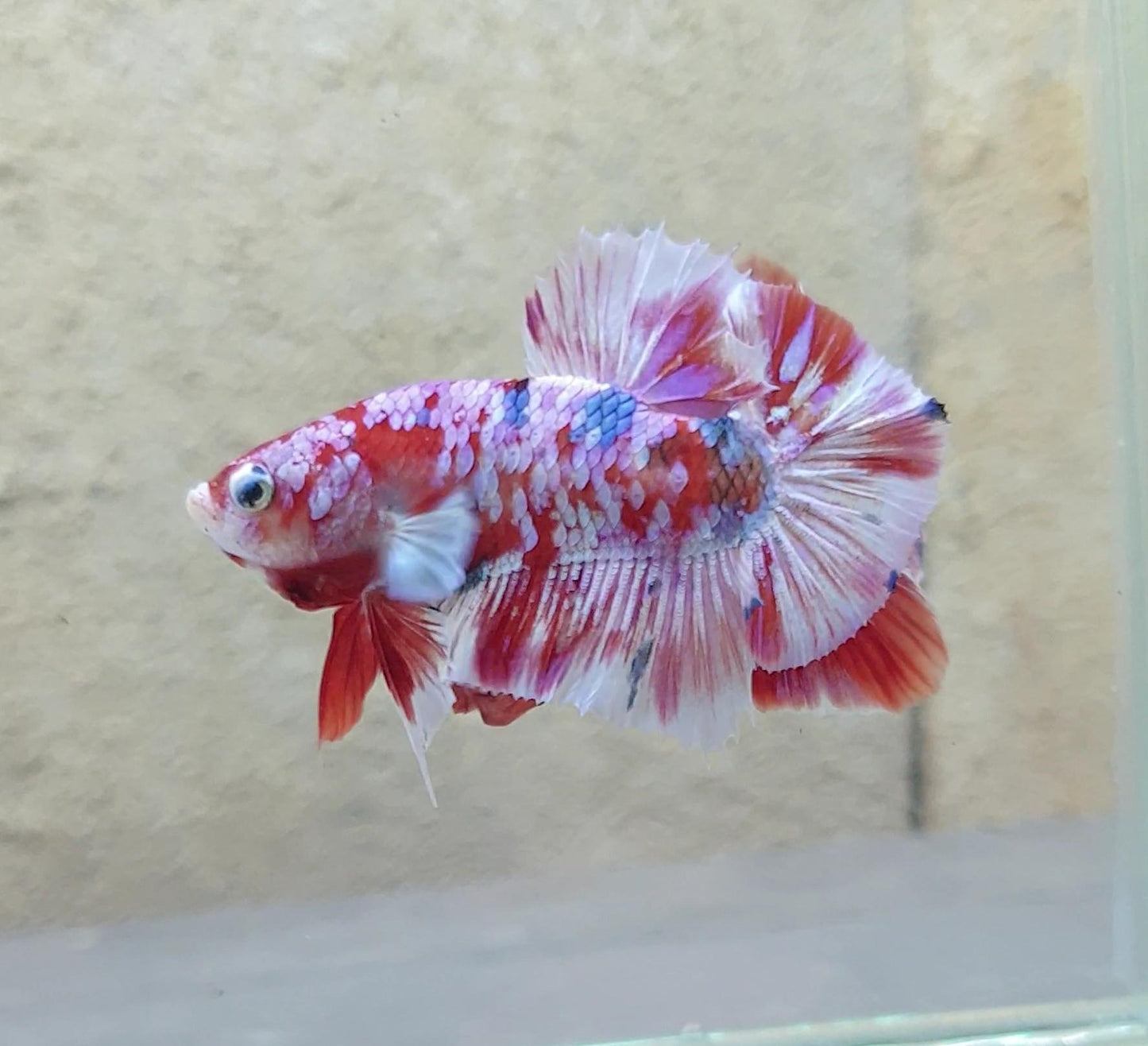 HMPK Barongsai #BRG13