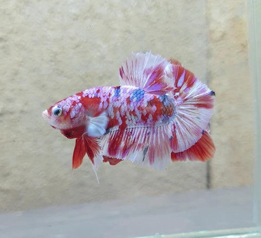 HMPK Barongsai #BRG13