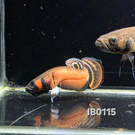 Macrostoma Male (IB115)