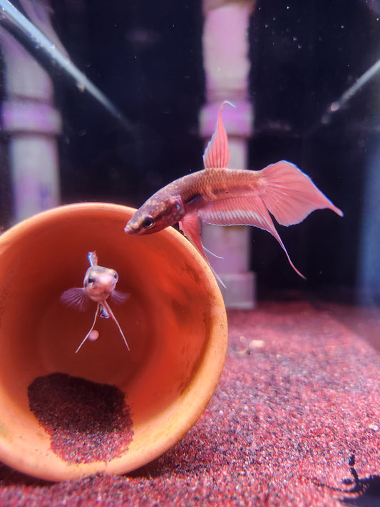 Betta Dimidiata