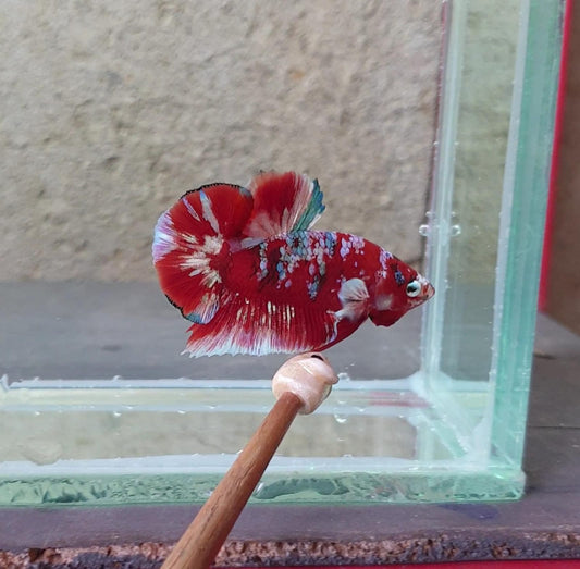 HMPK Barongsai #BRG04