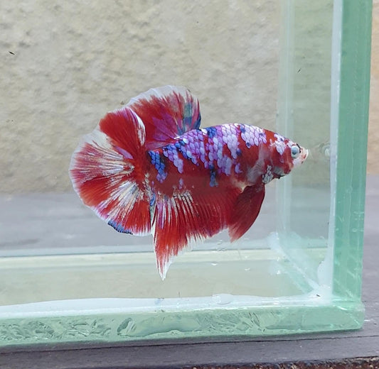 HMPK Barongsai #BRG10