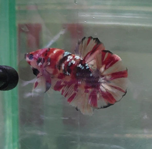 HMPK Nemo Copper #NC05