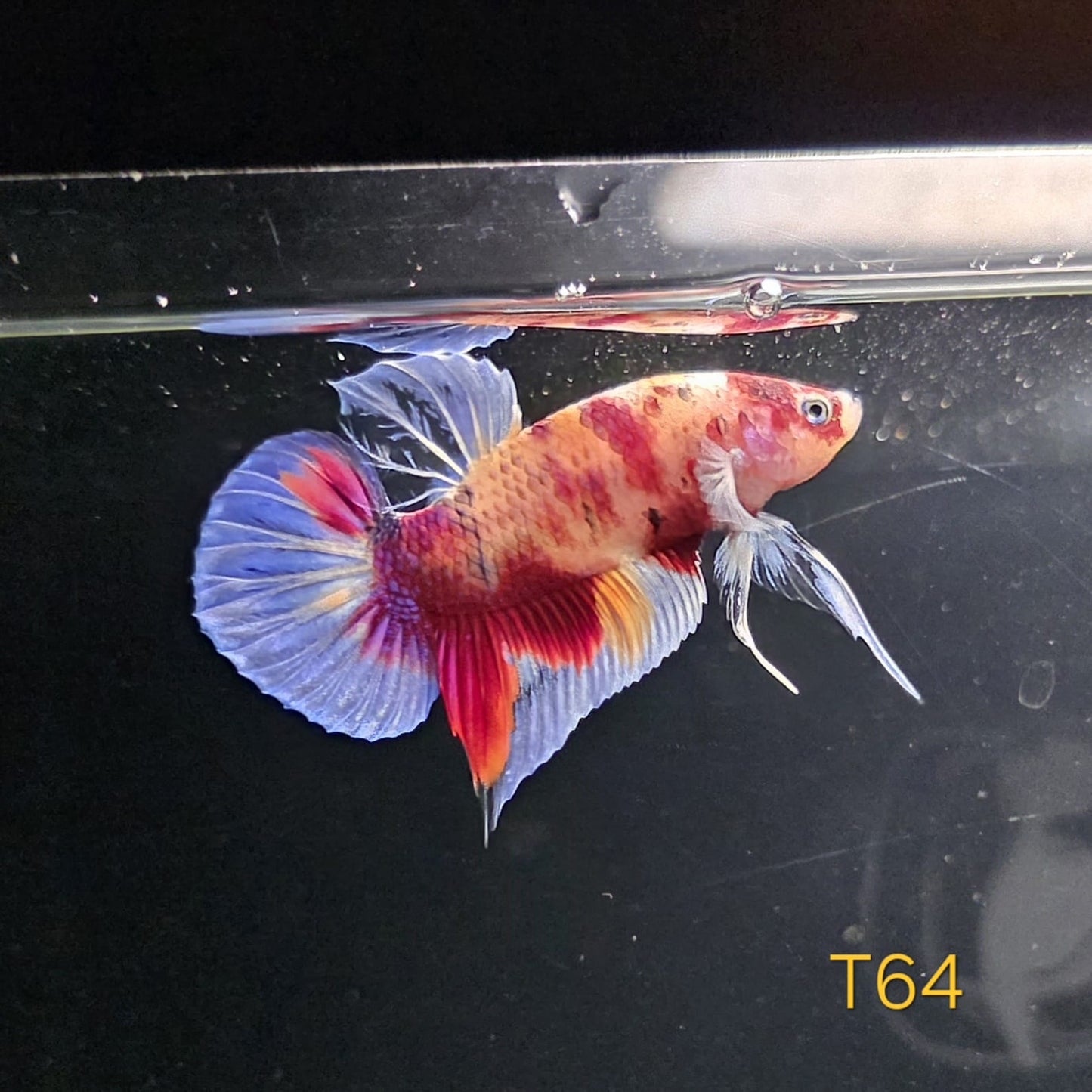 HMPK x Wild Candy #T64