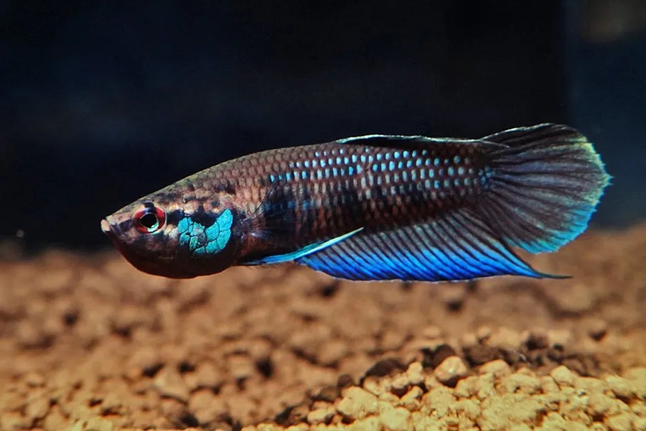 Betta Krataios
