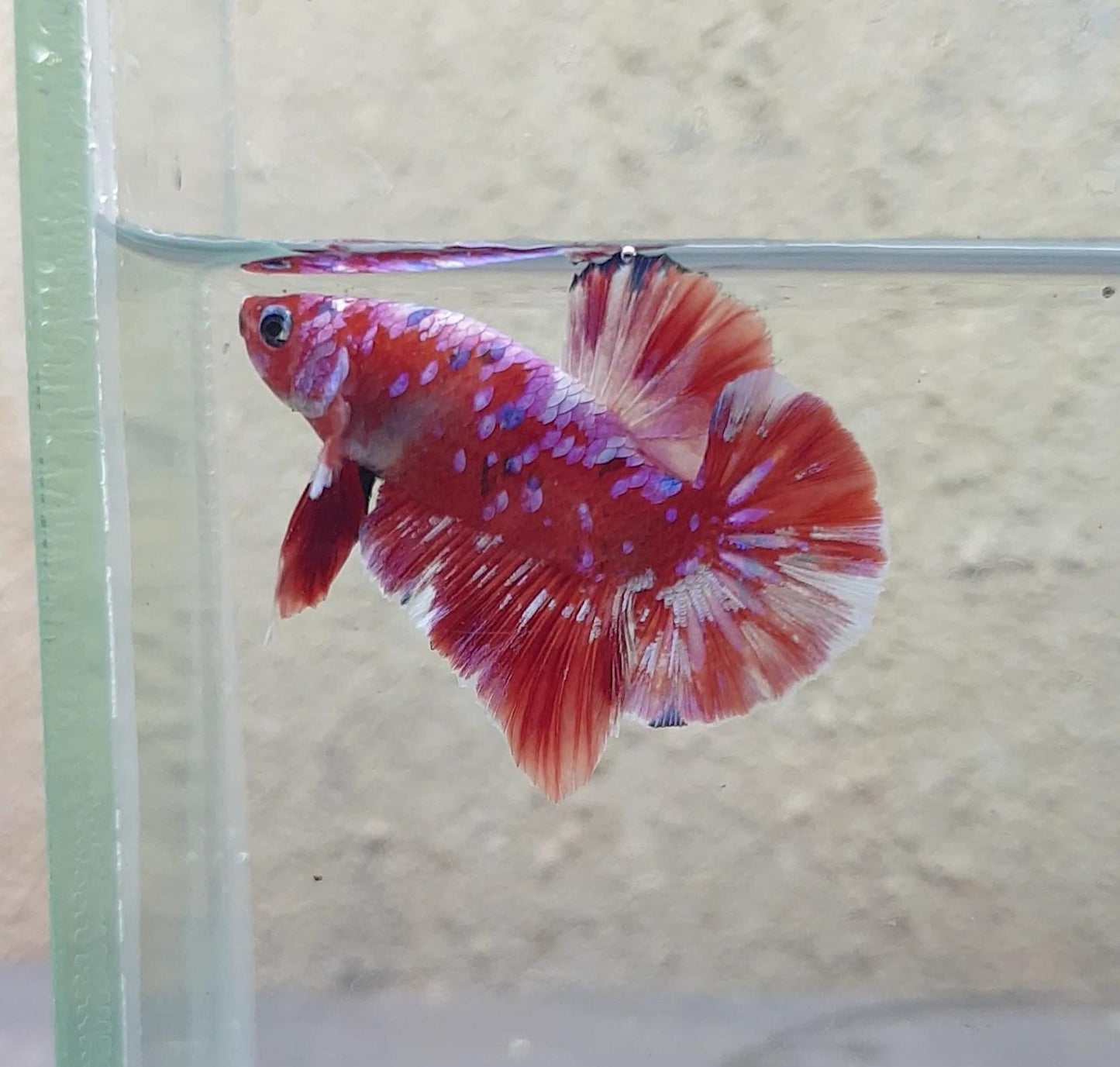 HMPK Barongsai #BRG09