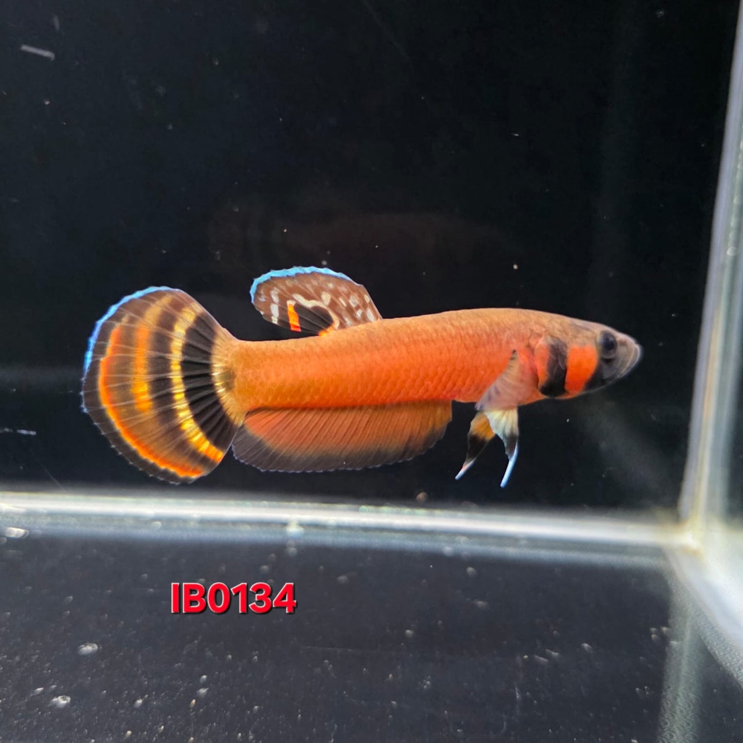 Macrostoma Male (IB134)