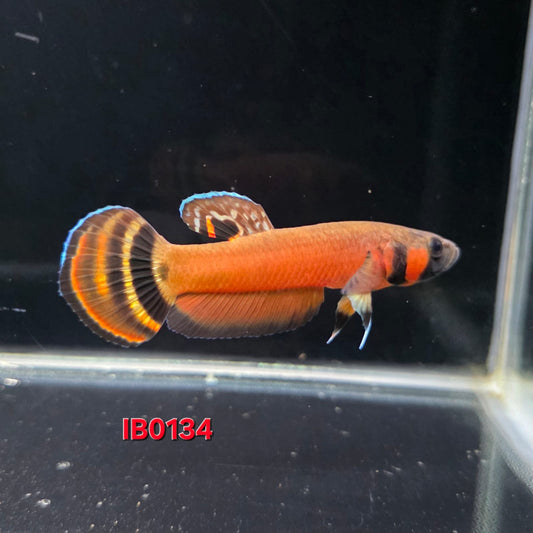 Macrostoma Male (IB134)