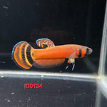 Macrostoma Male (IB134)