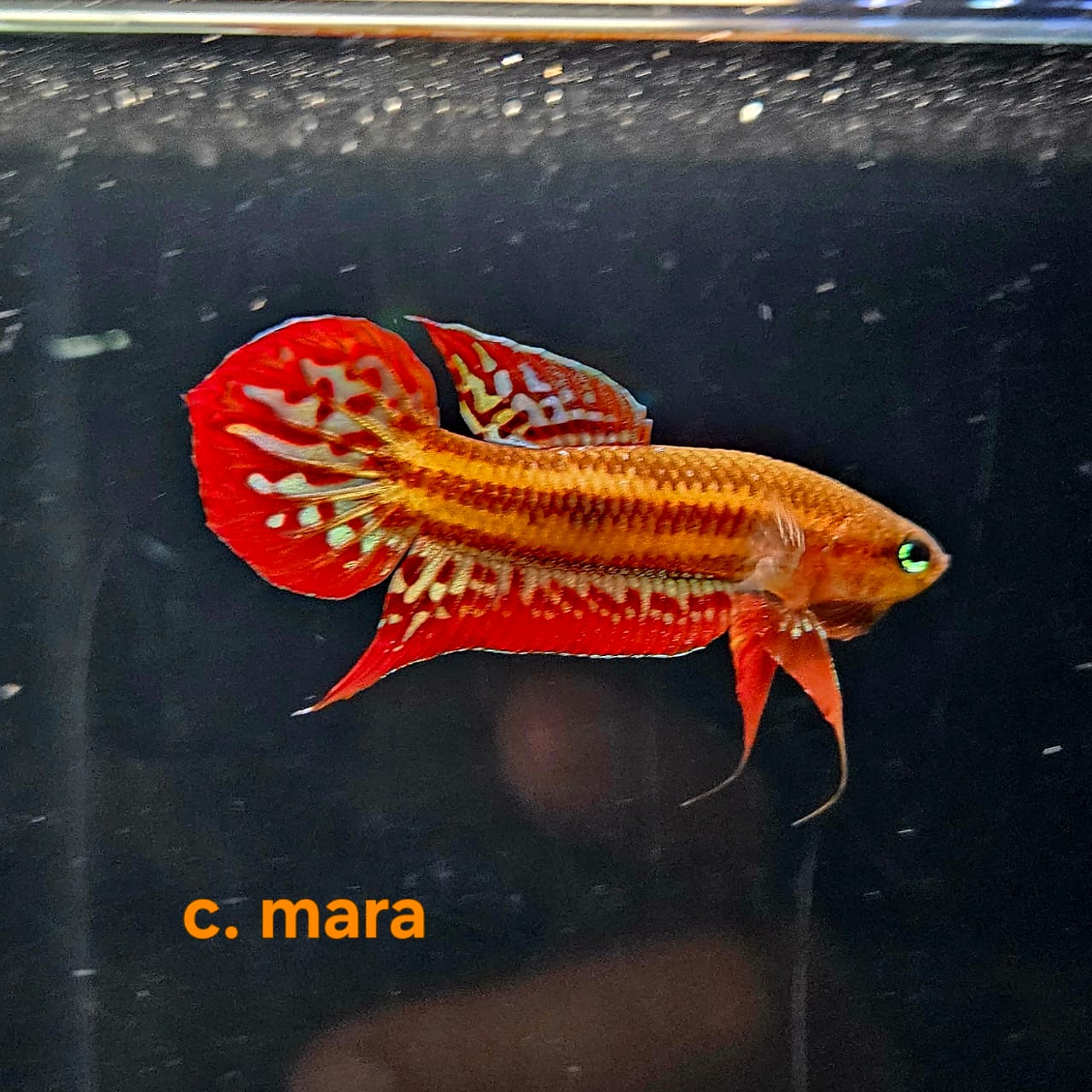 Betta Coccina #101 (Pair)