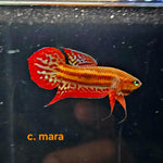 Betta Coccina #101 (Pair)