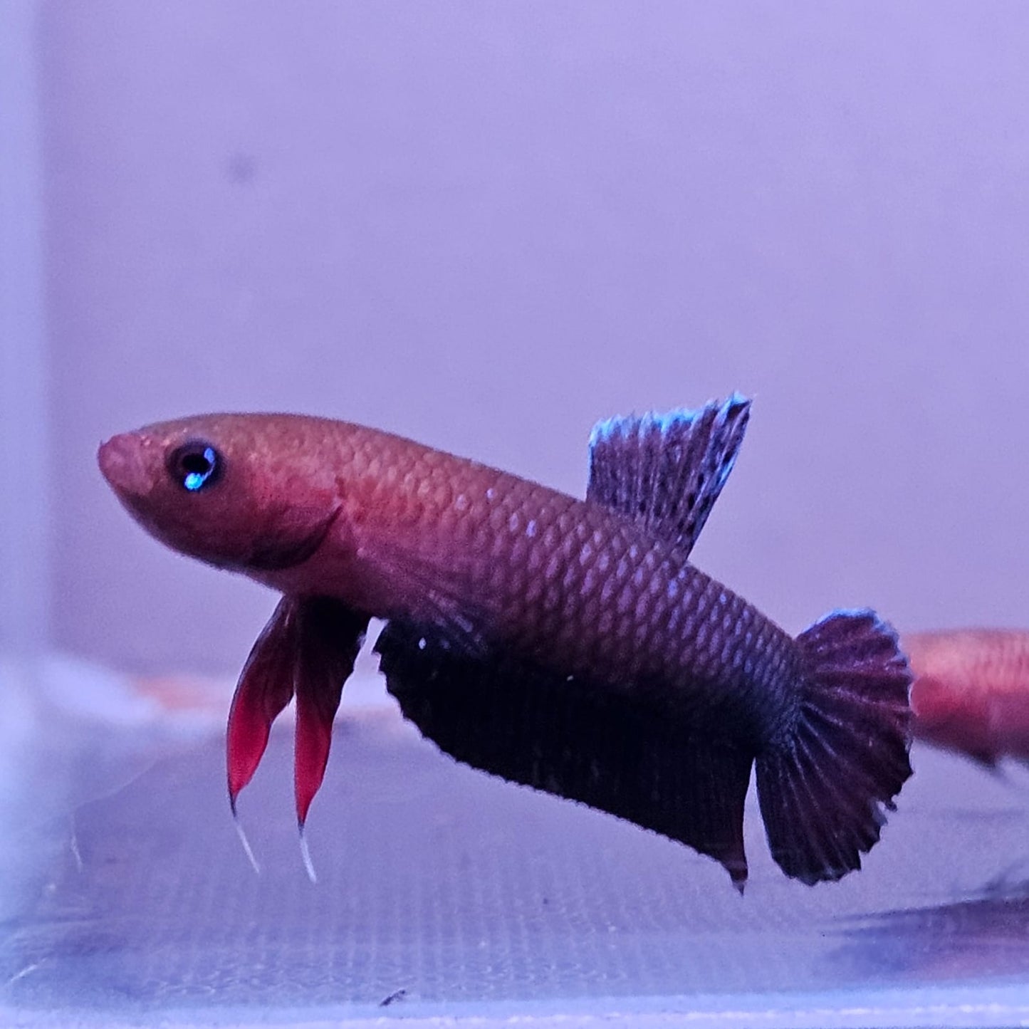 Betta cf. Persephone