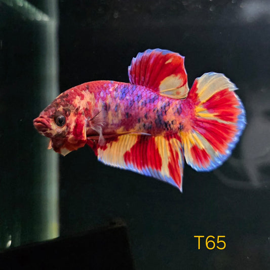 HMPK x Wild Candy #T65