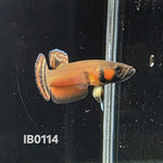 Macrostoma Male (IB114)