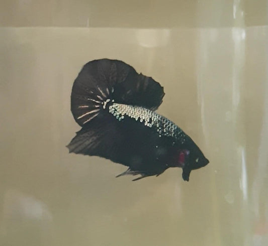 HMPK Black Samurai #BS02