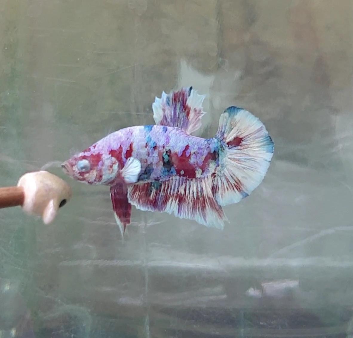 HMPK Barongsai #BRG07