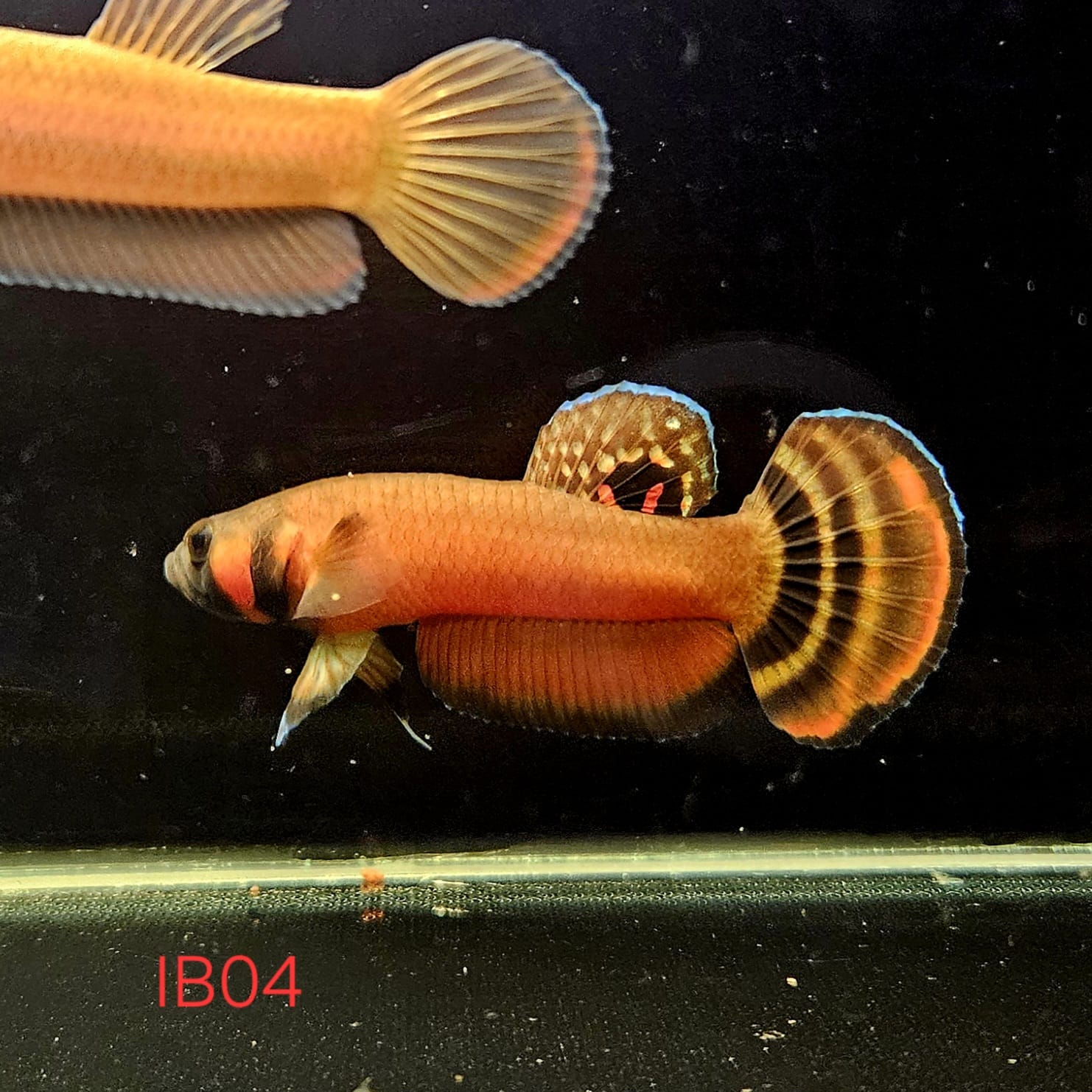 Betta Macrostoma #04 (Male)