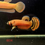 Betta Macrostoma #04 (Male)