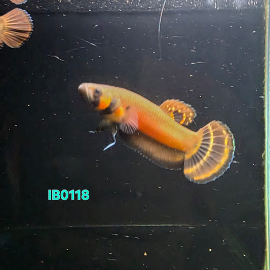 Macrostoma Male (IB118) - Super Banding