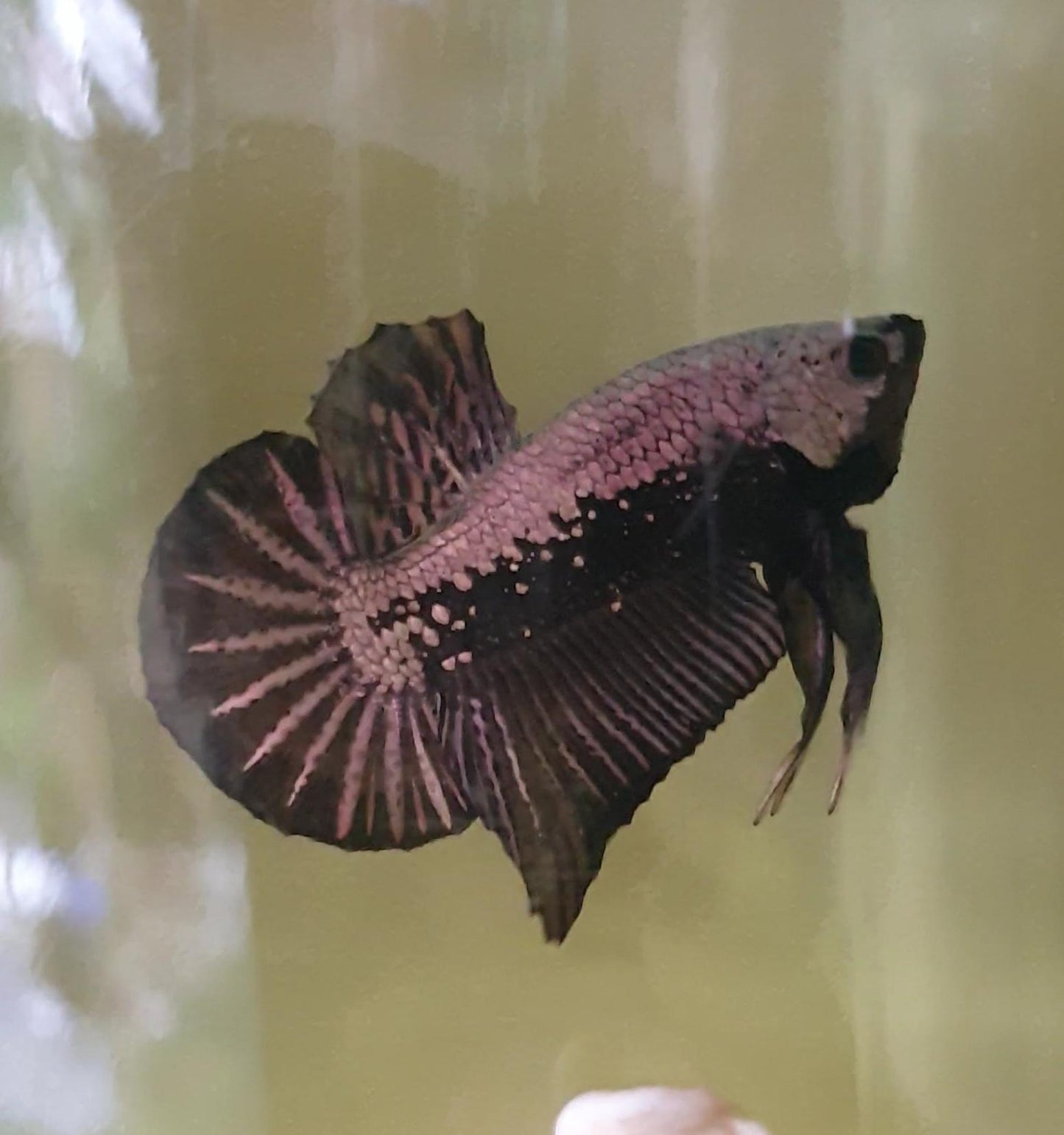 HMPK Black Samurai #BS05